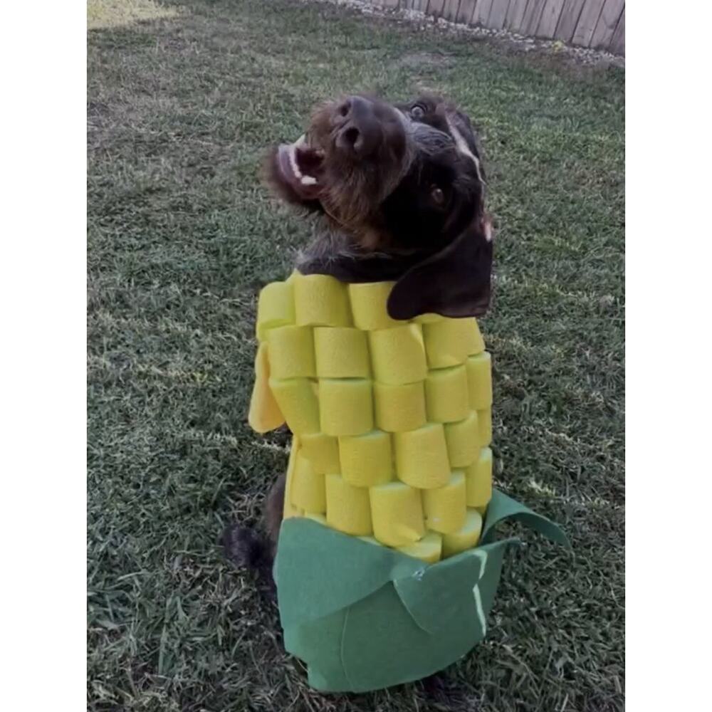 Handmade Corn Costume Dog Halloween Corn Dog costume Medium Size Dog 40-50 Lbs - Picture 7 of 7